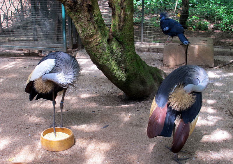 Taman burung Lost World of Tambun.